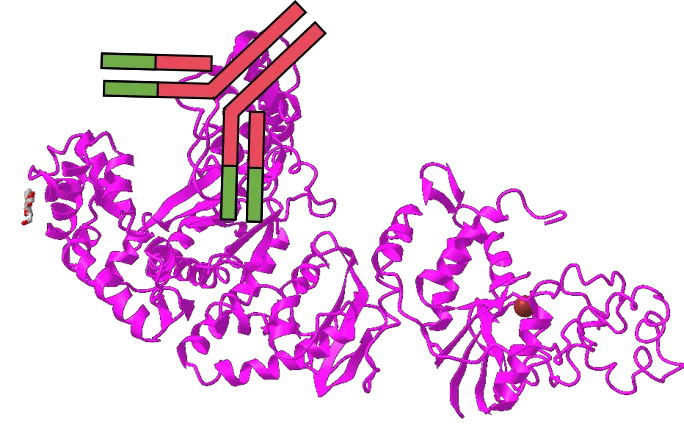 想提高PCR特異性嗎？用對酶很重要！